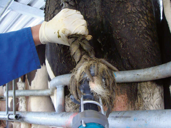 SHOOF Kuhschwanztrimmer TailWell